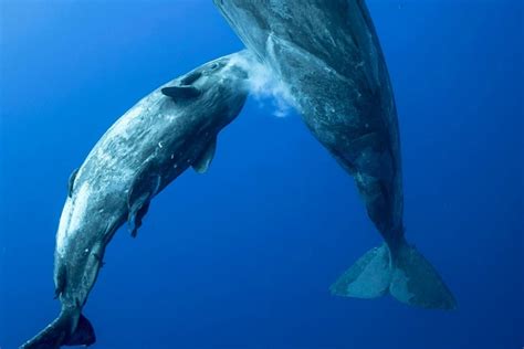 balina yavrularını sütle mi besler